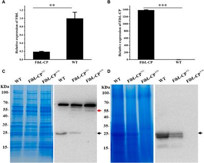 TALEN-mediated homologous-recombination-based fibroin light chain in-fusion expression system in Bombyx mori